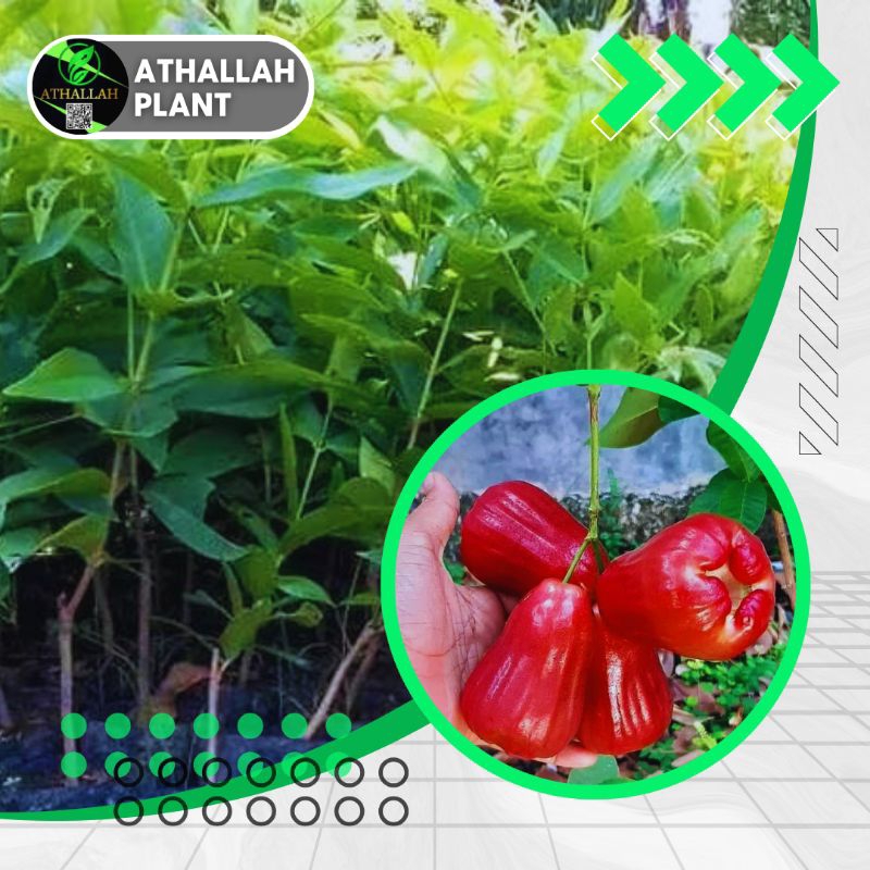 Produk athallah plant | Shopee Indonesia