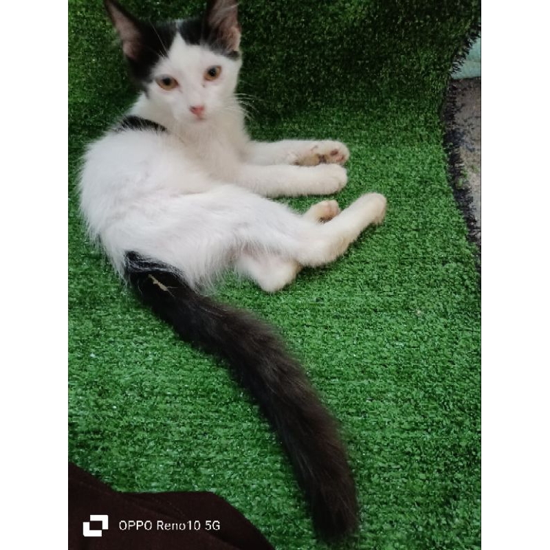 Jual kucing persia mixdome 2 bulan Shopee Indonesia