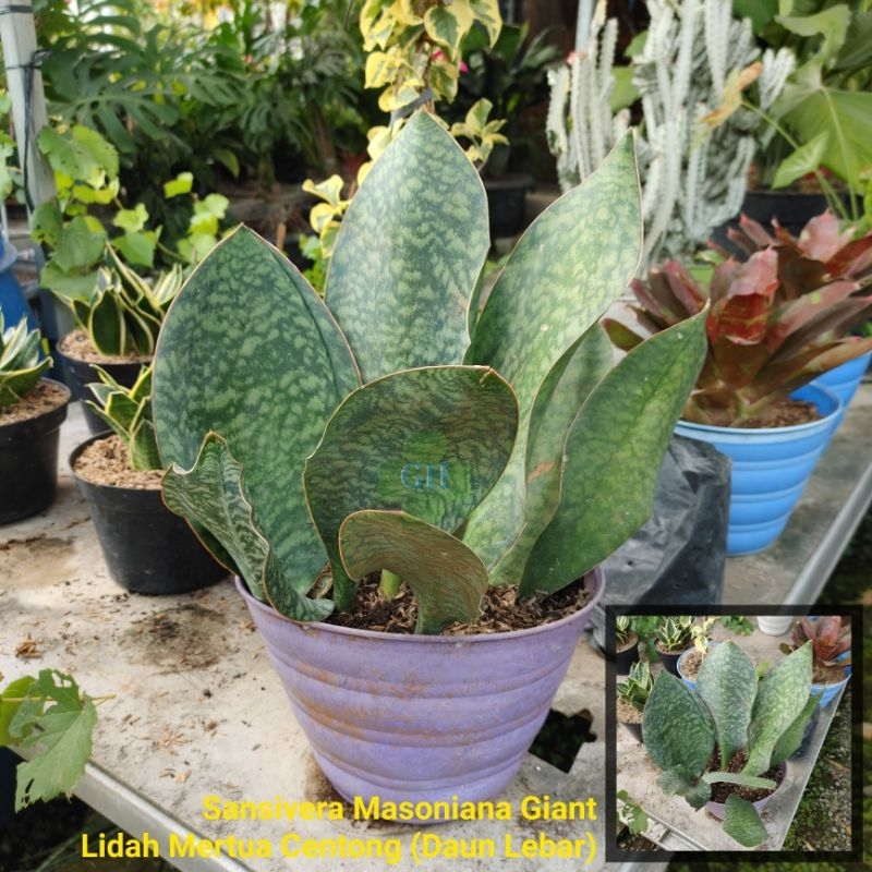 Jual Tanaman Hias Sansevieria Masoniana Giant Sansivera Lidah Mertua ...