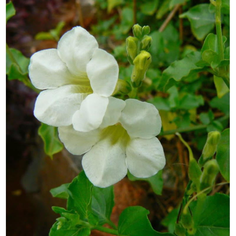 Jual Bibit Tanaman Bunga Asytasia Gangetica White | Shopee Indonesia