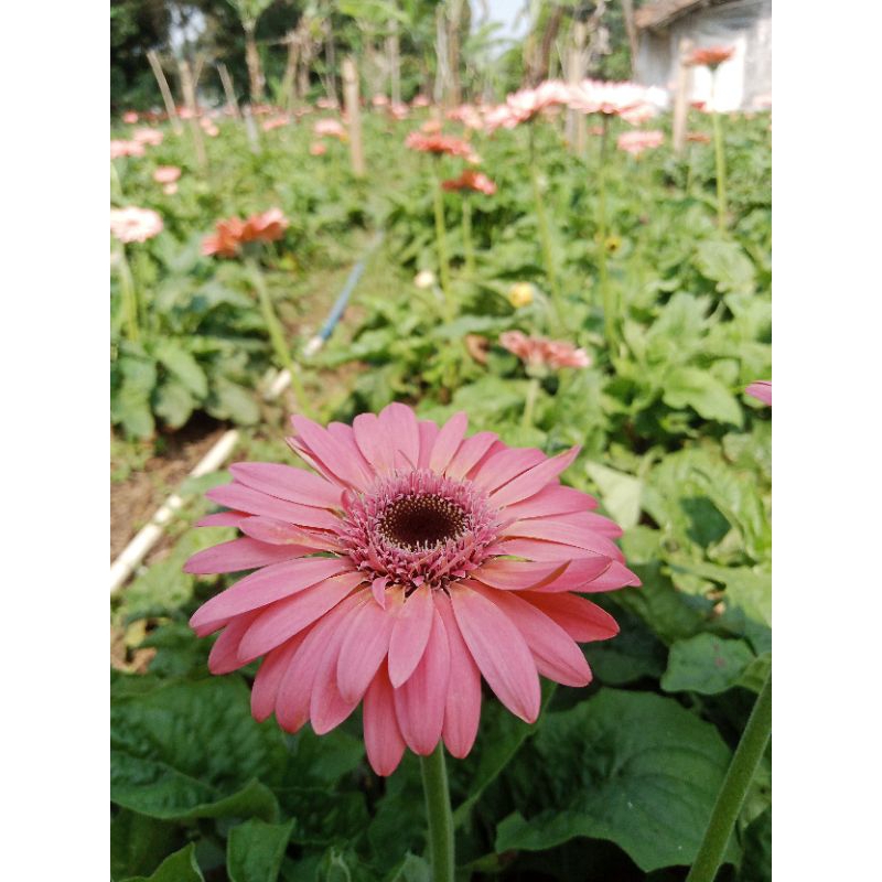 Jual Tanaman Import Bunga Garbera Dewasa | Shopee Indonesia