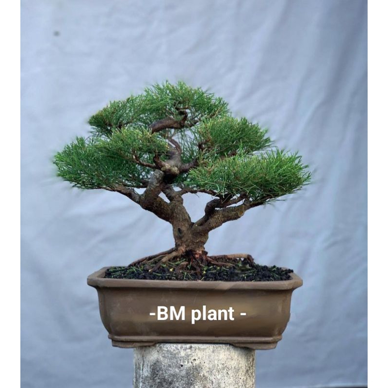 Jual Bonsai cemut Cemara udang siap pajang ukuran small - medium ...