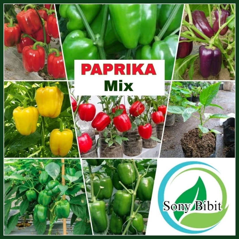 Paket 4 Macam Benih Paprika Mix Sayuran Benih Pilihan