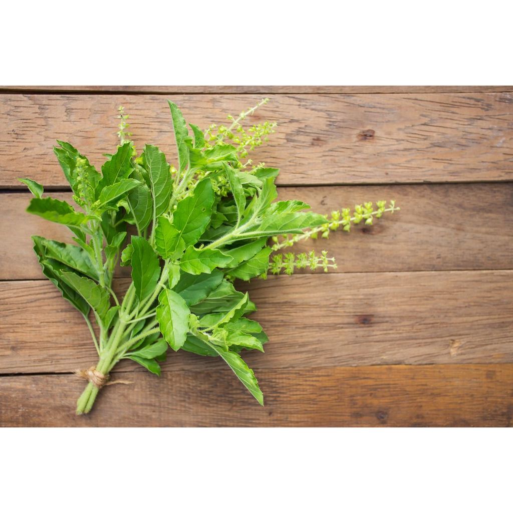 Jual Benih Bibit Biji - Holy Basil Daun Ruku Ruku Kapoor Tulsi Basil ...