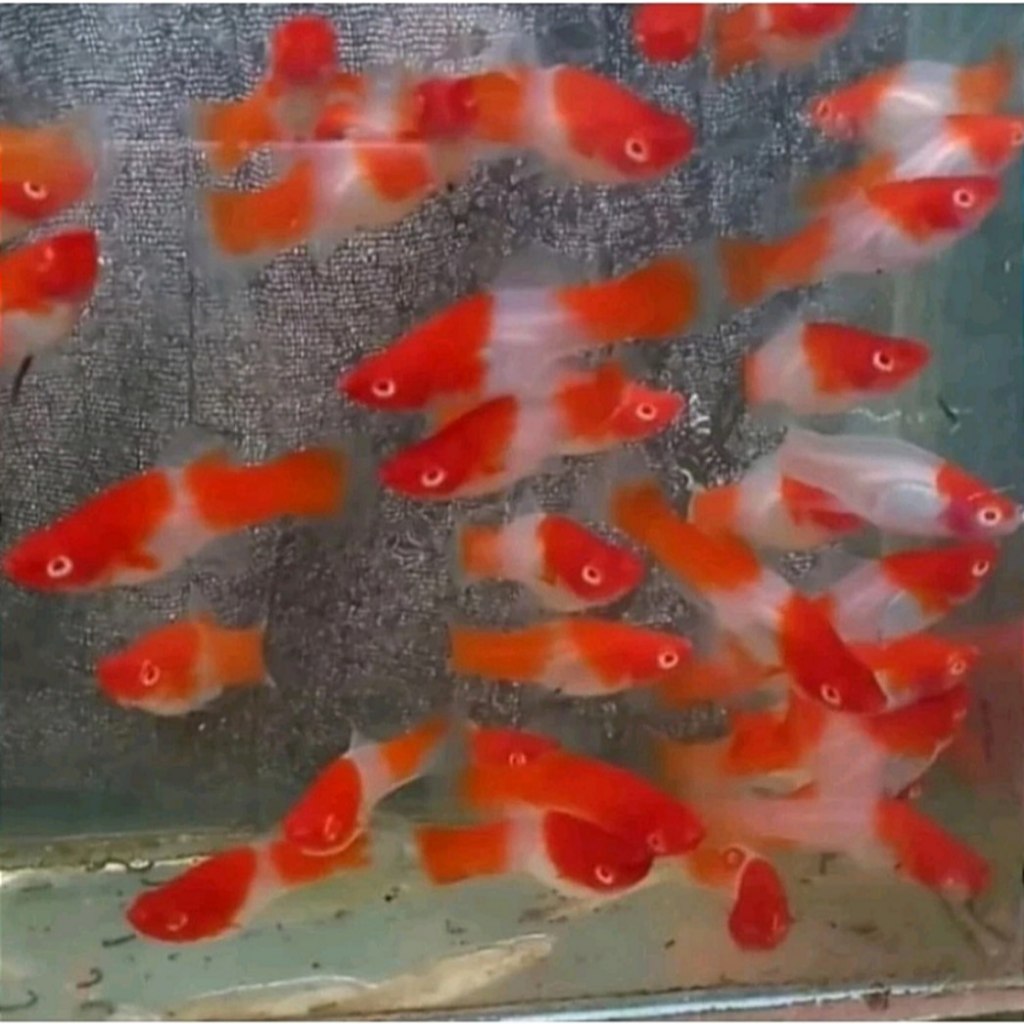 Produk Kiki_FISH | Shopee Indonesia
