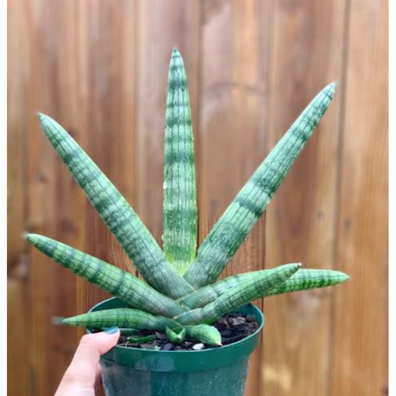 Jual sansevieria boncel | Shopee Indonesia