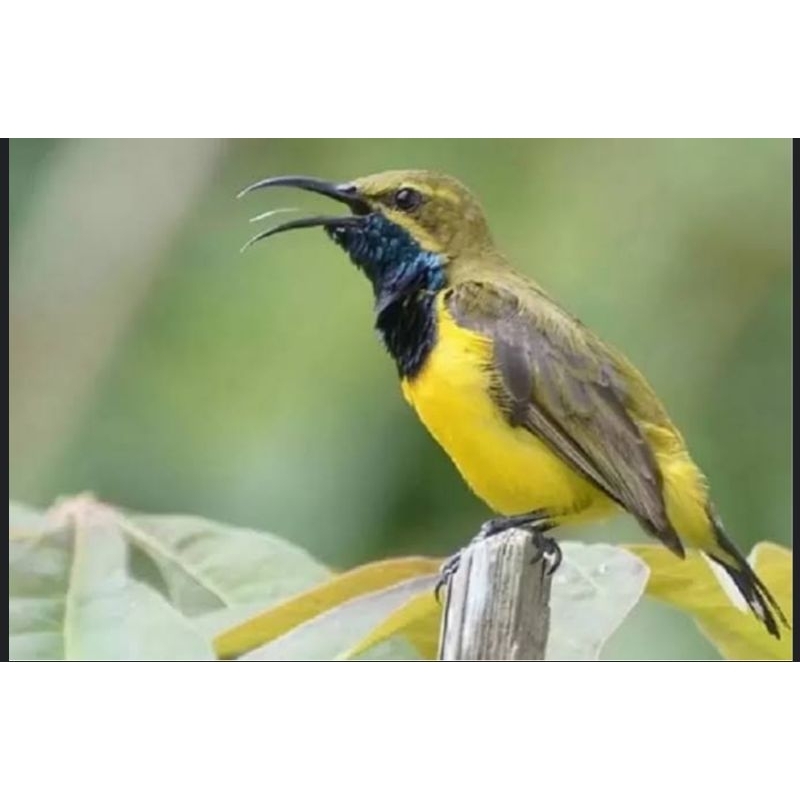 Jual Burung sogon jantan atau sogok ontong | Shopee Indonesia