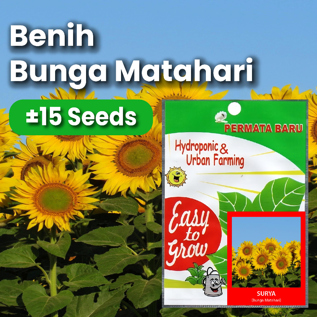 Jual Benih Bunga Matahari Surya 15 Butir Urban Farming | Shopee Indonesia