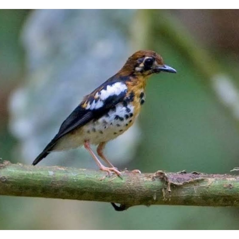 Jual Burung anis kembang trotol jantan | Shopee Indonesia