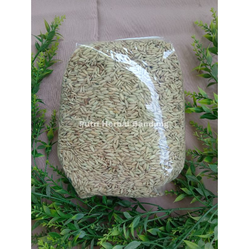 Jual Benih padi beras merah (Jenis cupat manggu) per 1 kg | Shopee ...