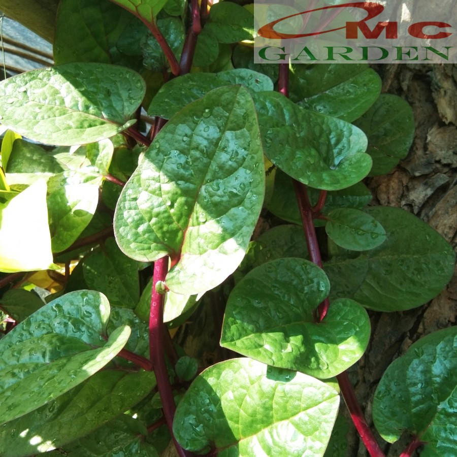 Jual Daun Binahong Merah Hijau Tanaman Piahong Obat Herbal Organik ...