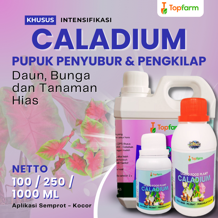 Pupuk Tanaman Hias Keladi / Pupuk Penyubur Bunga Keladi / Pupuk Untuk Tanaman Keladi / Pupuk Bunga Keladi / Pupuk Tanaman Keladi / Pupuk Tanaman Caladium