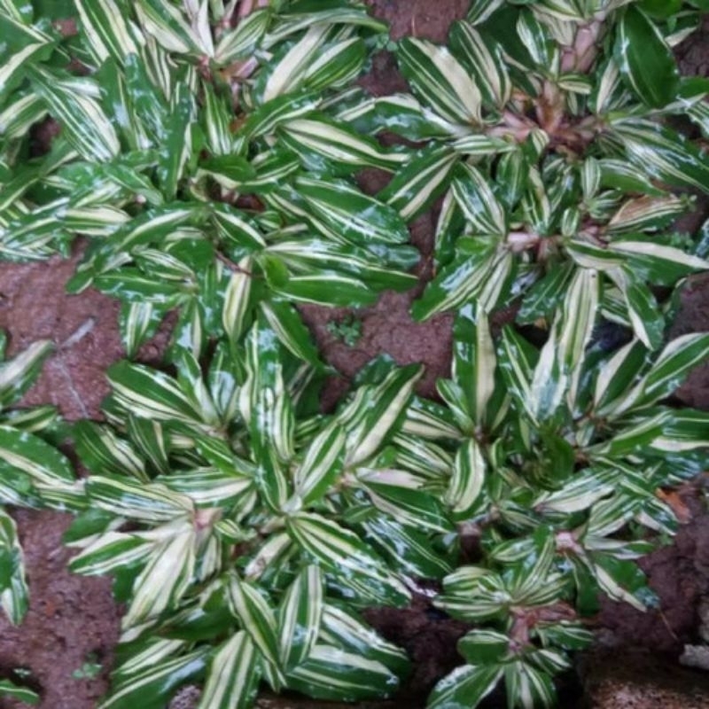 Jual Bibit rumput gajah mini varigata bisa (COD) | Shopee Indonesia