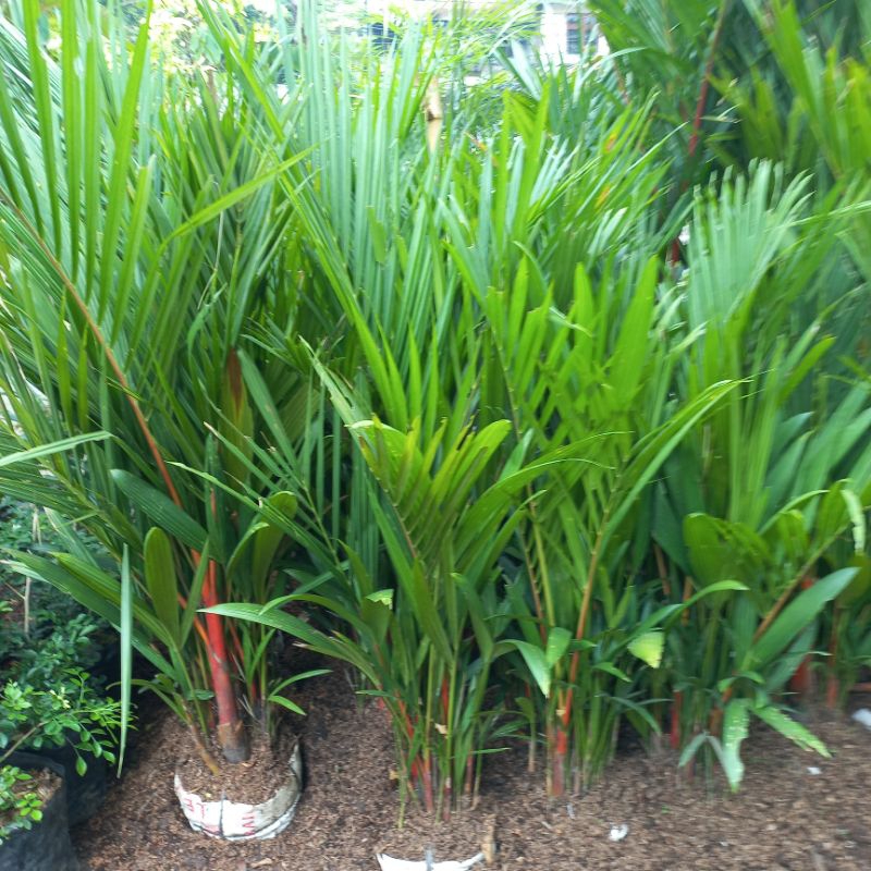 Jual Tanaman Hias Outdoor Palem Merah Rumpun Rimbun Tinggi 2 Meter ...