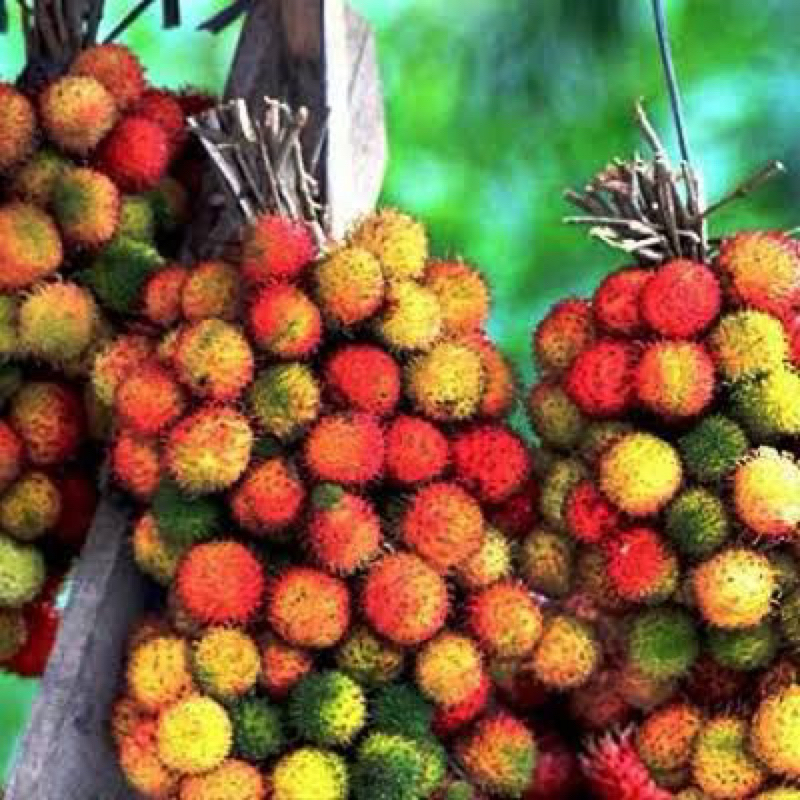 Jual Rambutan rapiah hasil okulasi cepat berbuah | Shopee Indonesia