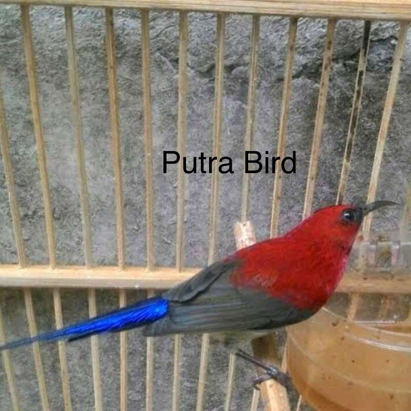 Jual Sepah Raja Ekor Biru | Shopee Indonesia