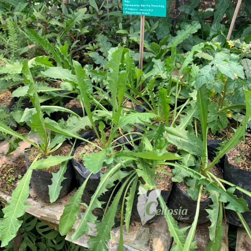 Jual Bibit Tanaman Herbal Toga Bunga Dandelion / Randa Tapak | Shopee ...