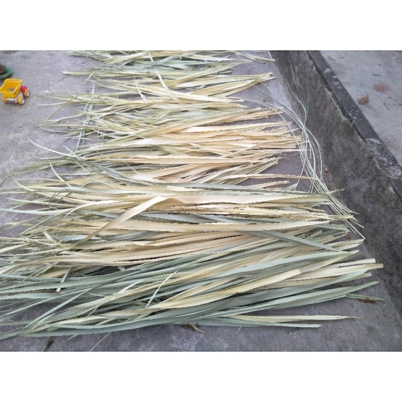 Jual Daun Lontar Kering Basah Shopee Indonesia