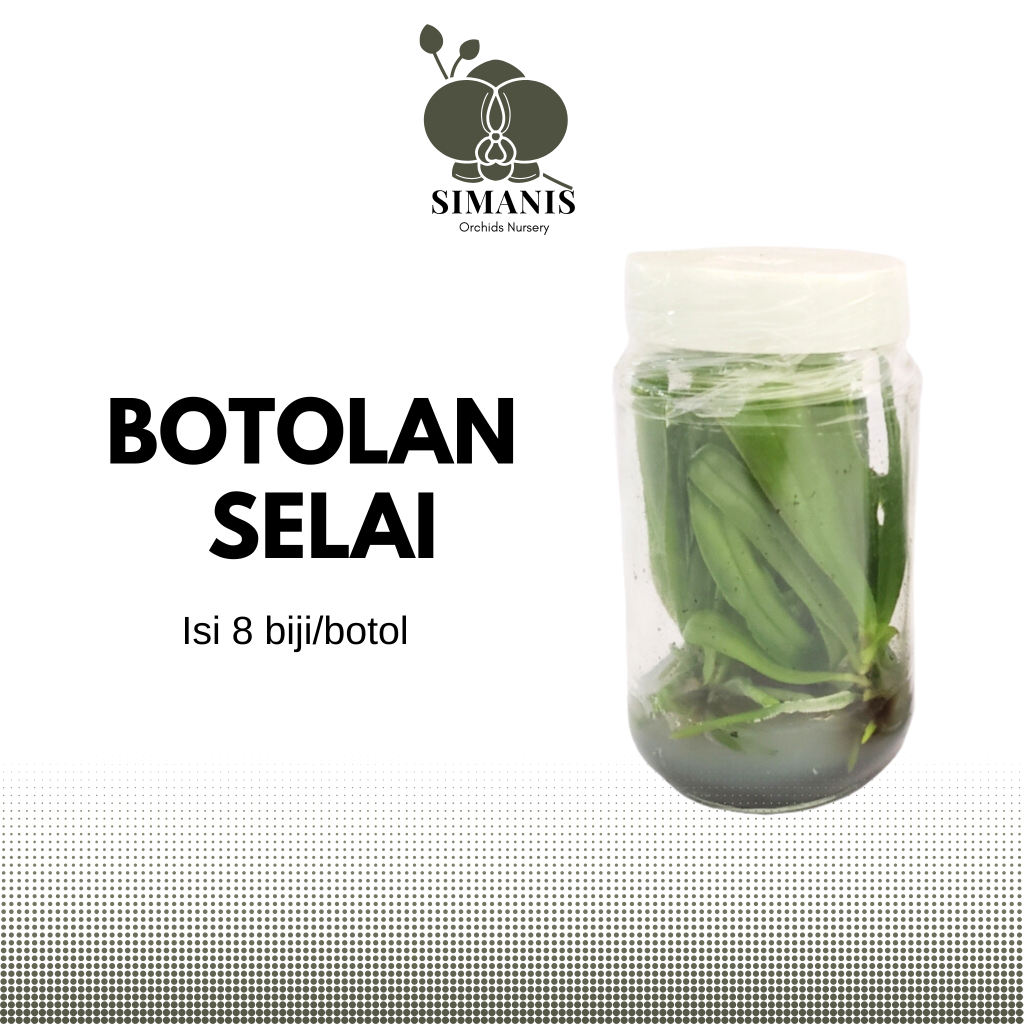 Jual Botolan Anggrek Bulan | Shopee Indonesia