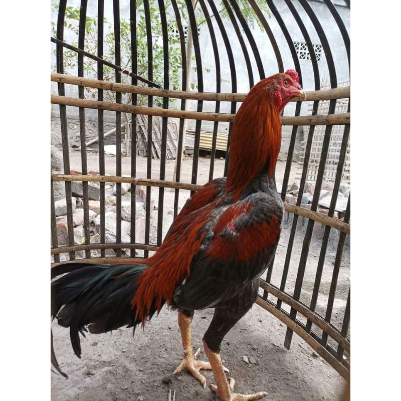 Jual TELUR FERTIL PLUCKER PAKOY ISTIMEWA | Shopee Indonesia