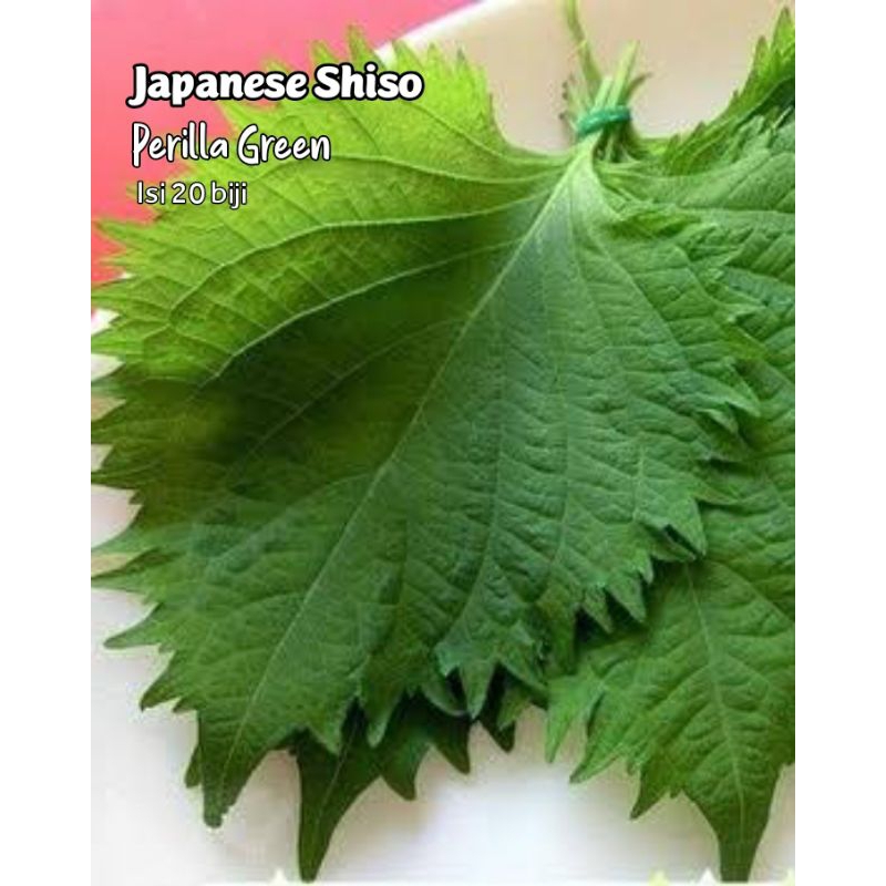 Jual Shiso Perilla Green Japanese Benih | Shopee Indonesia