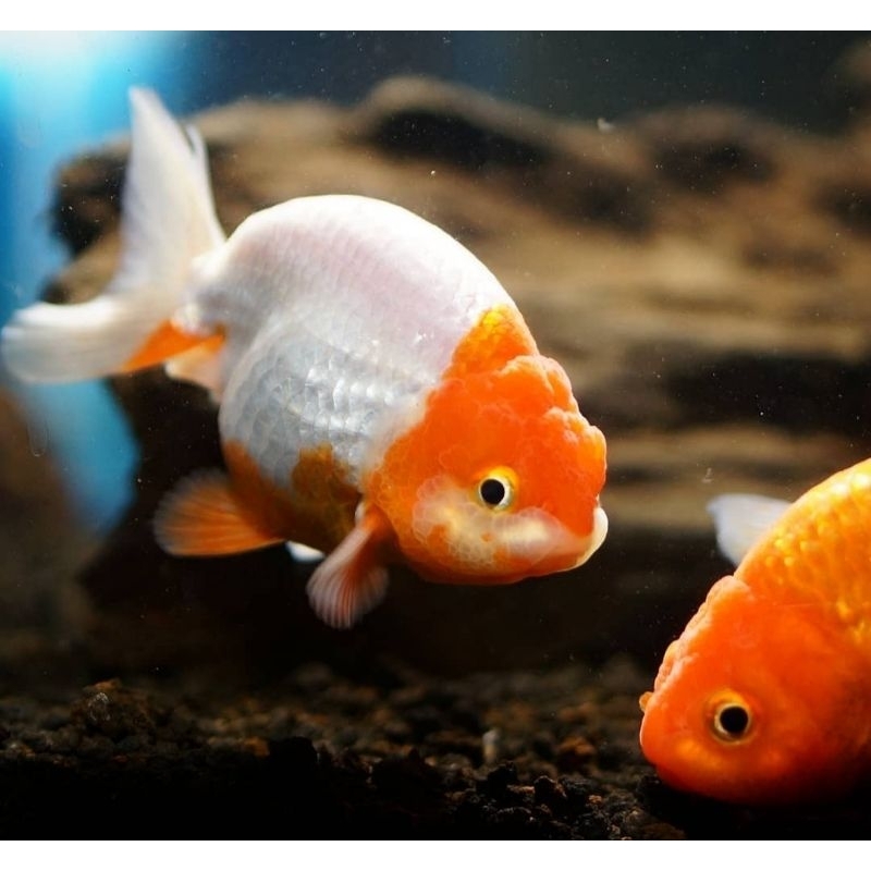 Jual Koki Ranchu Red White Kualitas A1 (JNT) | Shopee Indonesia