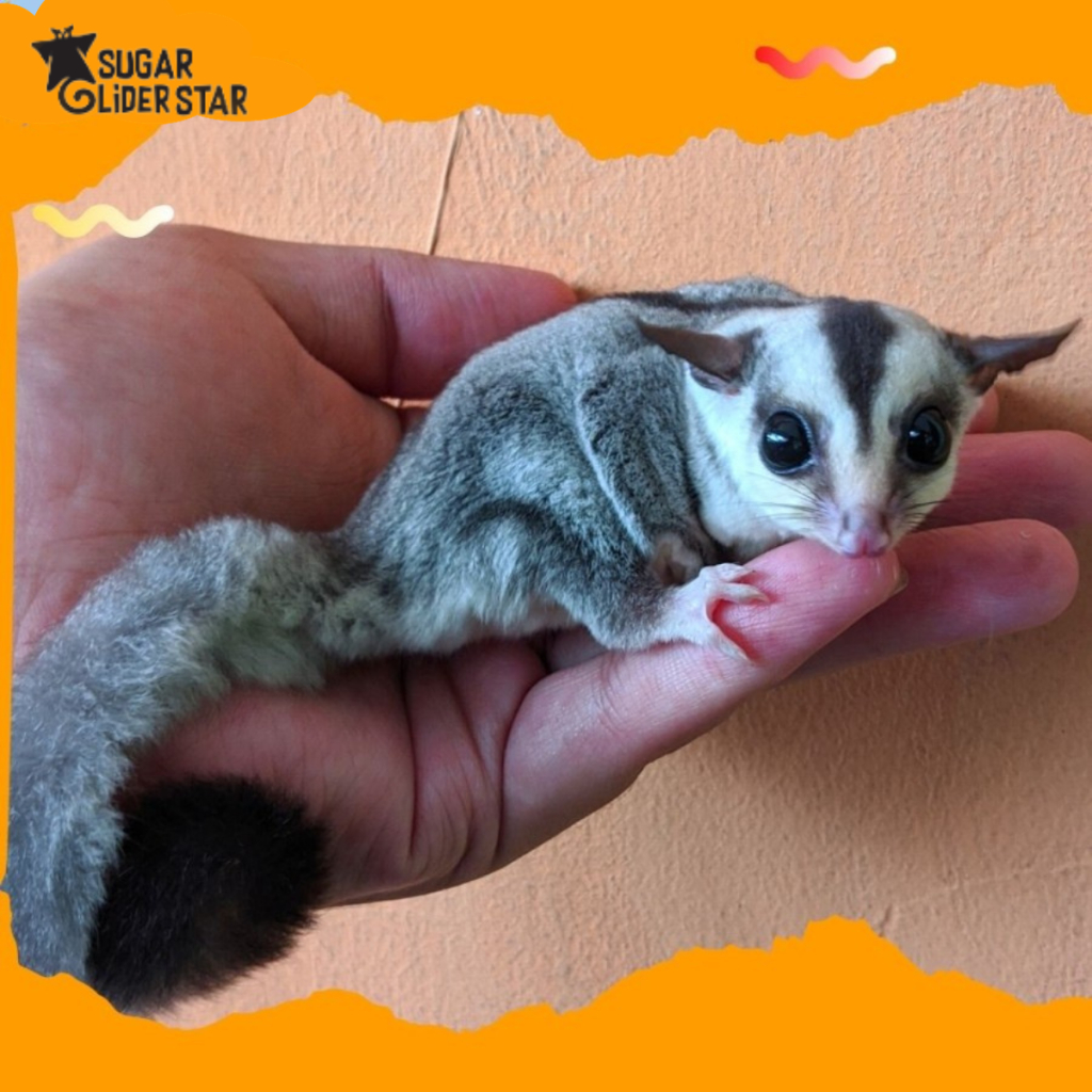Jual SUGAR GLIDER WHITE FACE JOEY JINAK / MAINAN SUGAR GLIDER JOEY JINAK Shopee Indonesia
