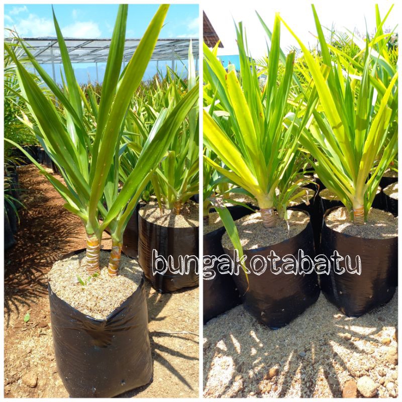 Tanaman Hias Pandan Bali 80-100cm