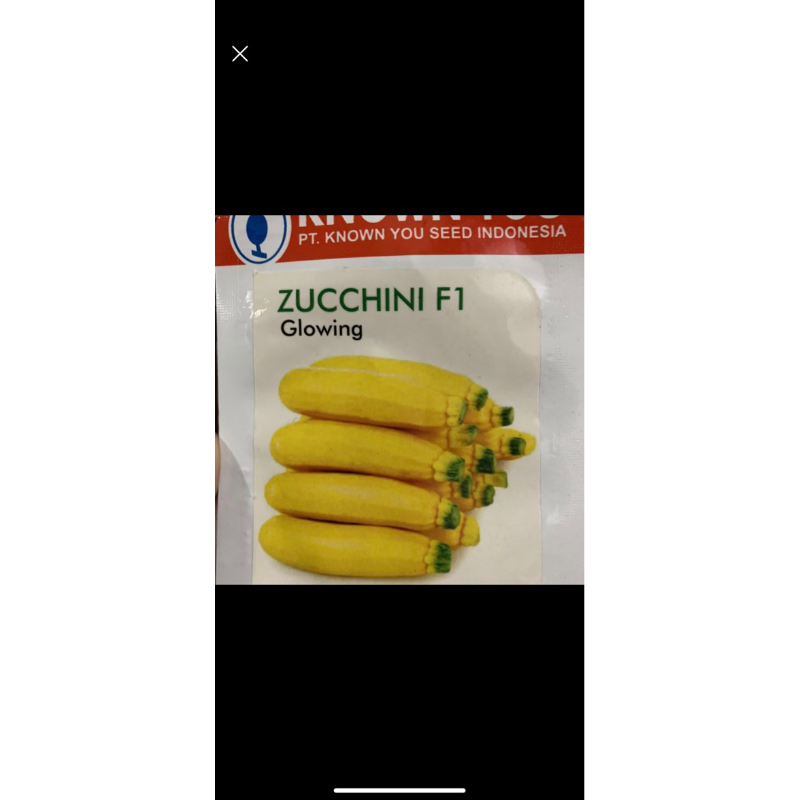 Jual Benih zucchini Glowing kuning | Shopee Indonesia