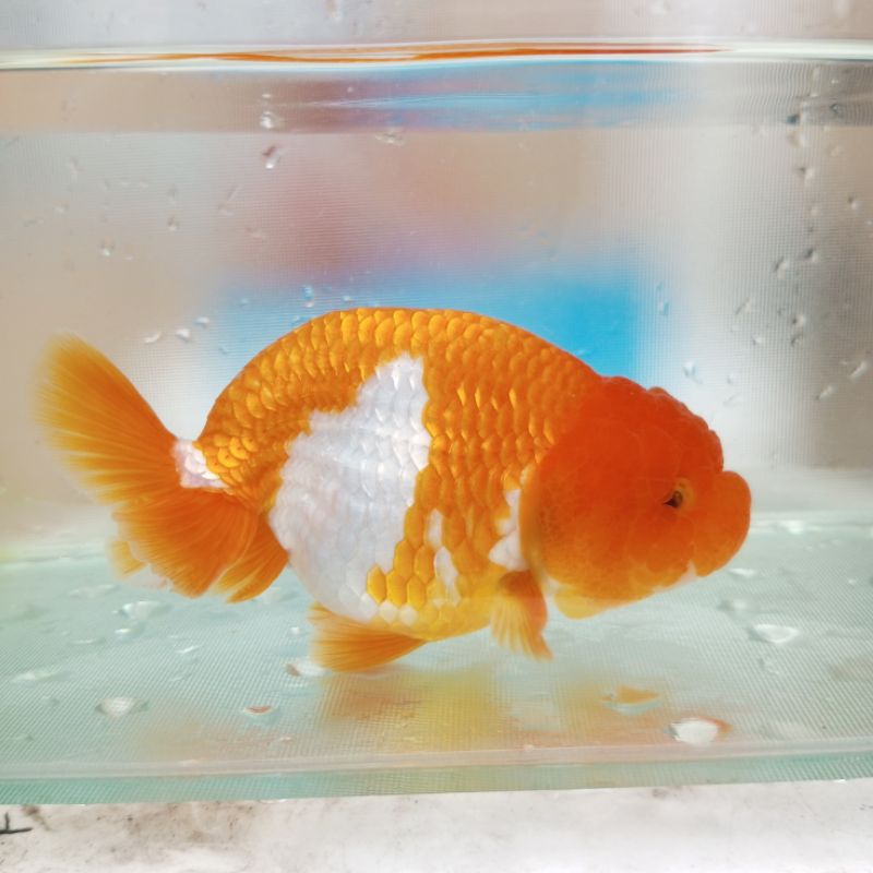 Jual Ikan Mas Koki Ranchu Rancu Buffalo Lionchu Lucu HIGH QUALITY ...