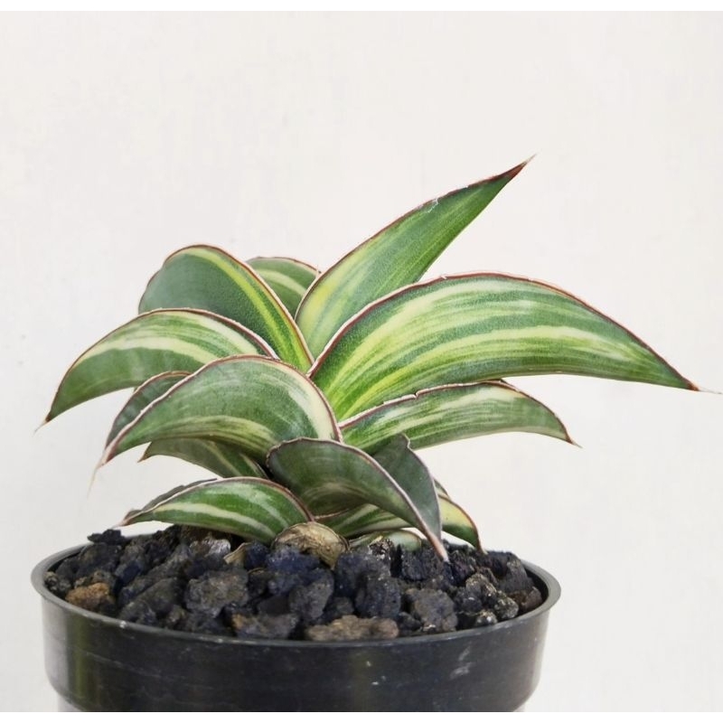 Jual Sansevieria Robusta Chezco Varigata Shopee Indonesia 