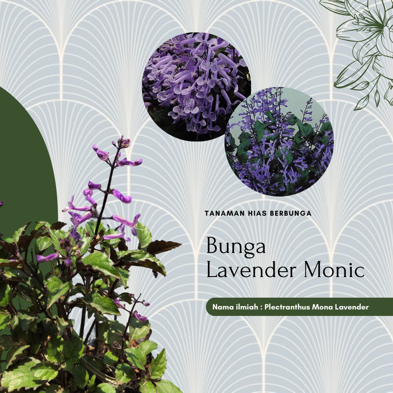 Jual Tanaman Hias Bunga Mona Lavender / Monic / Purple | Shopee Indonesia