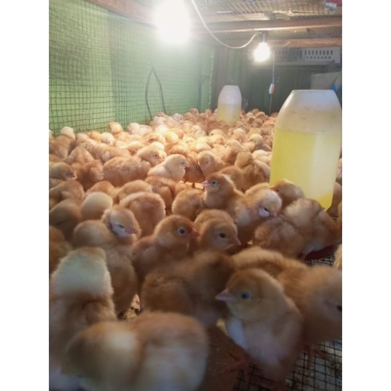 Jual Ayam petelur / doc petelur / ayam telur betina | Shopee Indonesia