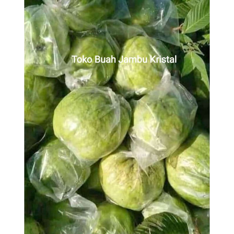 Jual buah jambu kristal 1 kg kualitas SUPER / BESAR buah jamkis fresh ...