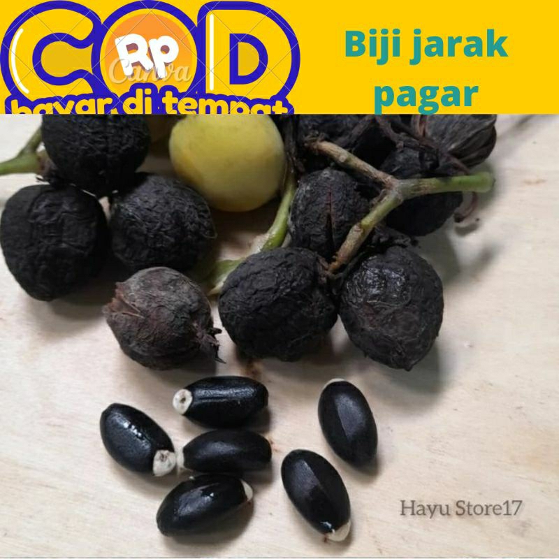 Jual Biji Jarak Pagar Harga Persatu Biji Shopee Indonesia