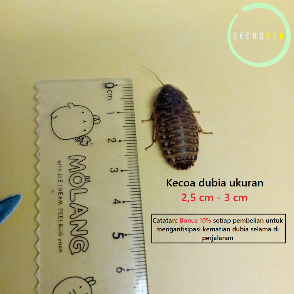 Jual Kecoa Dubia Ukuran 2 5 Cm 3 Cm Makanan Reptil Gecko Shopee