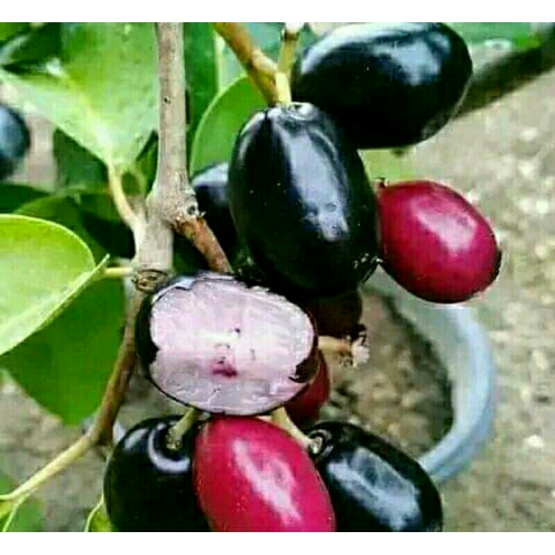 Jual Bibit pohon Jamblang Hitam-Buah Duwet juwet Java plum jamlang ...