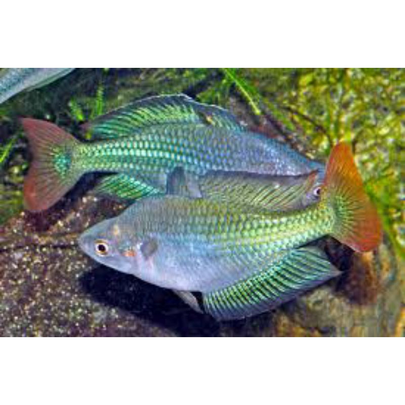 Jual rainbow australi/melanotaenia fluviatilis/murray river rainbow ...