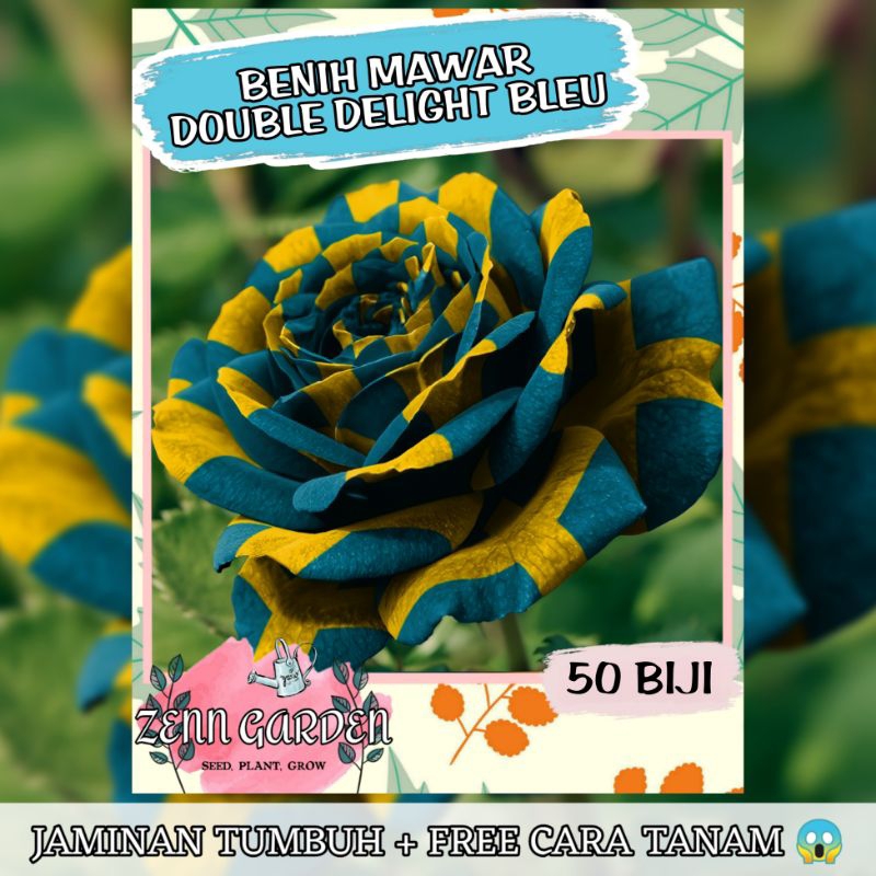 Jual Refa Butir Benih Bibit Bunga Mawar Delight Bleu Original Premium Benih Mawar Bibit