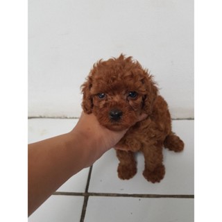 Harga red shop toy poodle