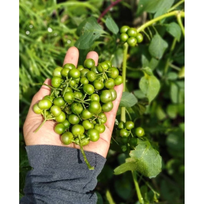 Jual 1 kg Leunca hasil kebun sendiri langsung petik | Shopee Indonesia