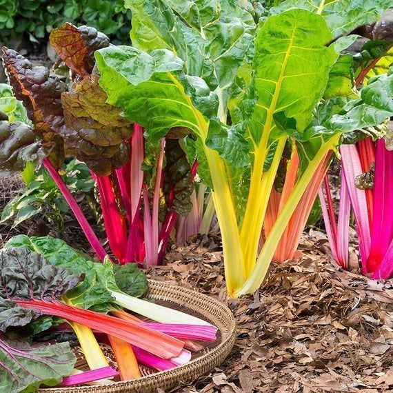 Bibit Benih Sayuran Swiss Chard Rainbow (5 Butir)