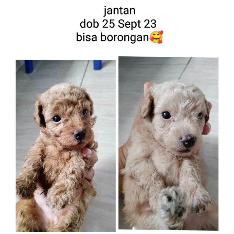 Anjing 2024 mini poodle