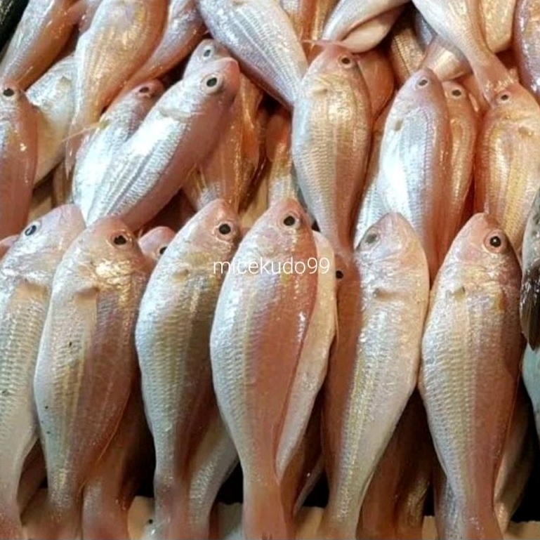 Jual IKAN KERISI SEGAR FRESH IKAN LAUT TERIBANG KRISI KURISI FISH TRISI ...