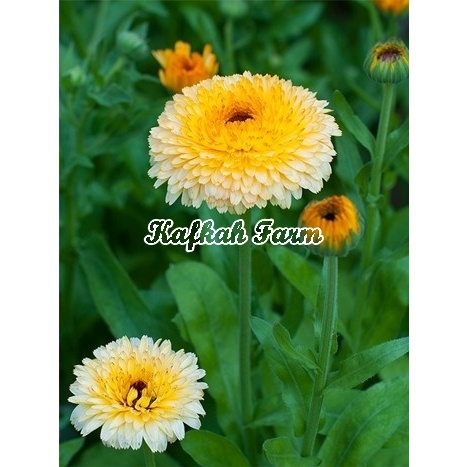 Jual Benih 3 Biji Bunga CALENDULA Pacific Apricot Beauty | Shopee Indonesia