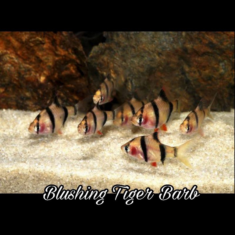 Jual ikan hias air tawar Blushing Tiger Barb / Sumatra pipi merah (rare