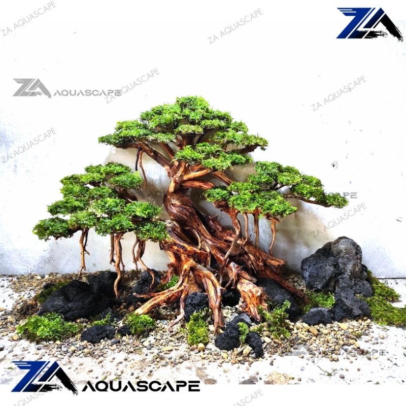 Jual Pohon bonsai kayu bonsai aquarium aquascape akar rasamala Shopee