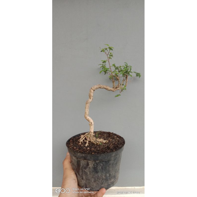 Jual Sakura Micro Berkarakter (Kirim Sesuai Foto) | Shopee Indonesia