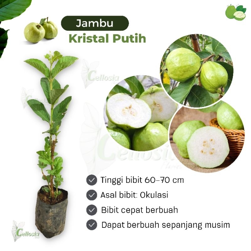 Bibit Tanaman Buah Jambu Kristal Putih Tanpa Biji (Okulasi Cepat Berbuah)