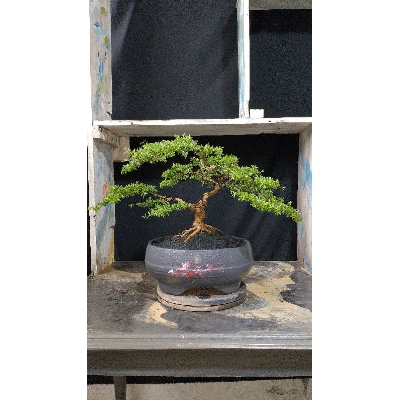 Bonsai Saeng Simbur Super Micro Vietnam